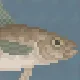 Alaska Pollock
