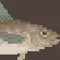 Alaska Pollock