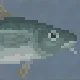 Arctic Cod