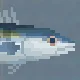 Atlantic Bonito