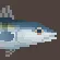 Atlantic Bonito