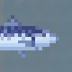 Atlantic Mackerel
