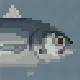 Bigeye Trevally