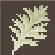 Black Coral