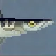Blackfin Barracuda