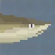 Blacktip Reefshark