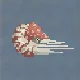 Chambered Nautilus