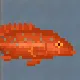 Coral Trout