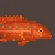 Coral Trout