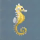 Dwarf Seahorse