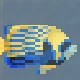 Emperor Angelfish