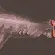 Gazing Shark