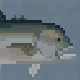 Giant Trevally