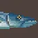 Great Barracuda