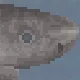 Greenland Shark