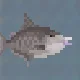 Grey Triggerfish