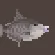Grey Triggerfish