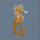 Hedgehog Seahorse