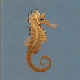 Jayakar's Seahorse