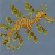 Leafy Seadragon