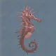 Long-Snouted Seahorse