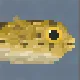 Longspine Porcupinefish