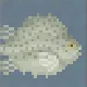 Lumpfish