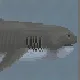 Megamouth Shark