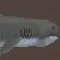 Megamouth Shark Meat