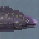 Moray Eel