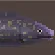 Moray Eel