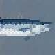 Narrow-Barred Spanish Mackerel
