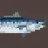 Narrow-Barred Spanish Mackerel