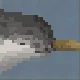 Narwhal