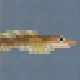 Polar Eelpout
