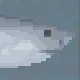 Porbeagle Shark