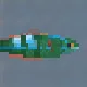 Rainbow Wrasse