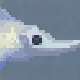 Rhinochimaeridae