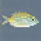 Salema Porgy