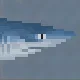 Shortfin Mako