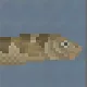 Snub-nosed Spiny Eel