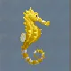 Spiny Seahorse
