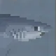 Thresher Shark