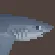 Thresher Shark Meat