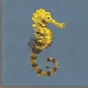 Tiger-Tail Seahorse