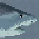 Tiger Shark