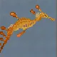 Weedy Seadragon