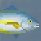 White Trevally
