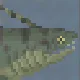 Xenacanthus