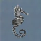 Zebra Seahorse